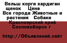 Вельш корги кардиган щенок  › Цена ­ 35 000 - Все города Животные и растения » Собаки   . Красноярский край,Сосновоборск г.